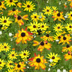 field of Rudbeckia A