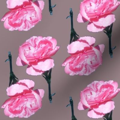 Pink Carnation