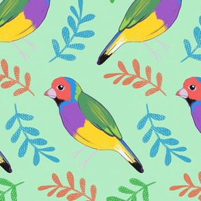 Lady Gouldian Finches