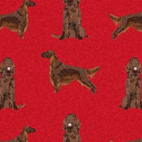 irish setter dog - dogs, dog print, pet, - red