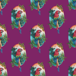 Macaw on Magenta