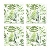 12" Woodland green forest botanical - fern leaves on white