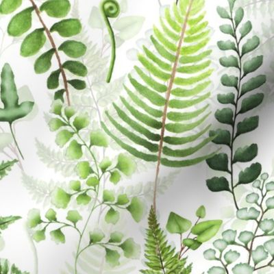 12" Woodland green forest botanical - fern leaves on white