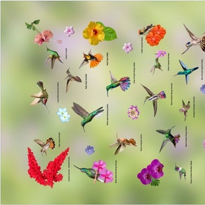 Land of the hummingbird - vervain