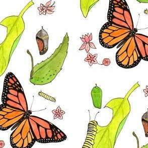 monarch life cycle