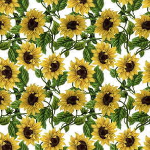 18" Sunflowers on White