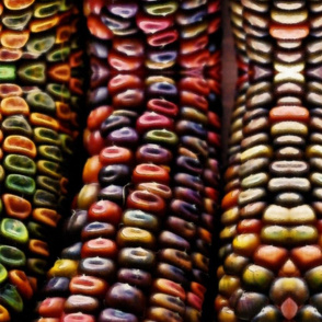 pretty  colorful corn