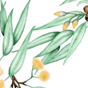 Gumnuts Eucalyptus Yellow Blossoms // x-large
