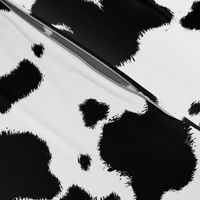 Black Longhorn Cow Spots