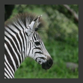 PH_093_W-ZEBRA