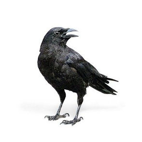 Black Crow