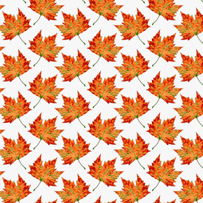 Autumn Maple Leaves on White