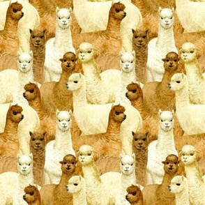 alpacas (small scale)