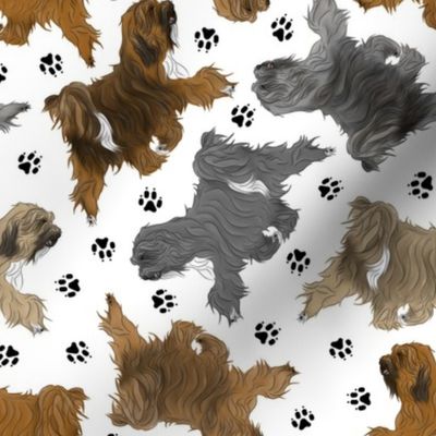 Trotting Tibetan Terriers and paw prints - white