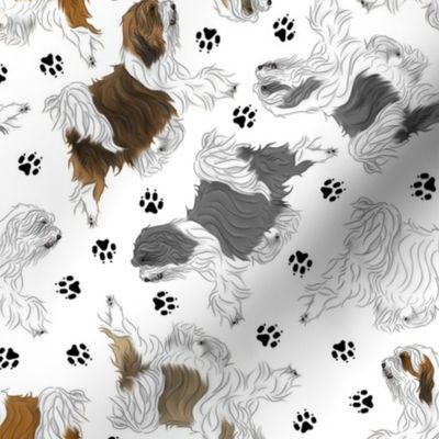Trotting Tibetan Terriers and paw prints B - white