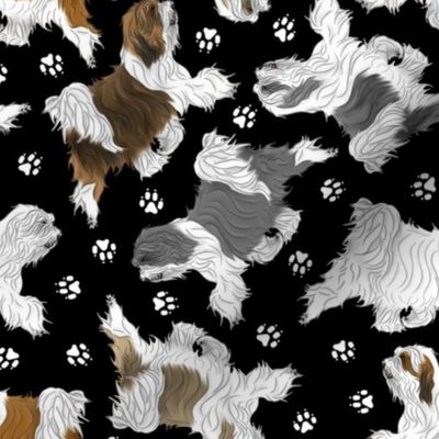 Trotting Tibetan Terriers and paw prints B - black