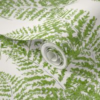 Hand-drawn  Feathery Ferns on ivory