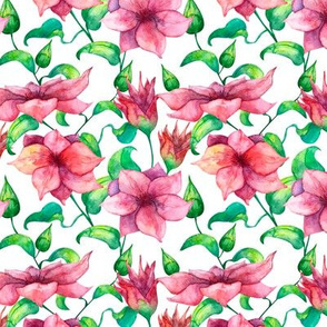 Clematis flowers seamless pattern on white