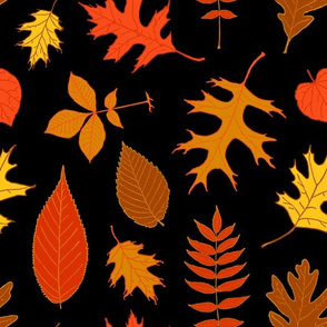 Colorful Fall & Autumn Leaves with a Black Background