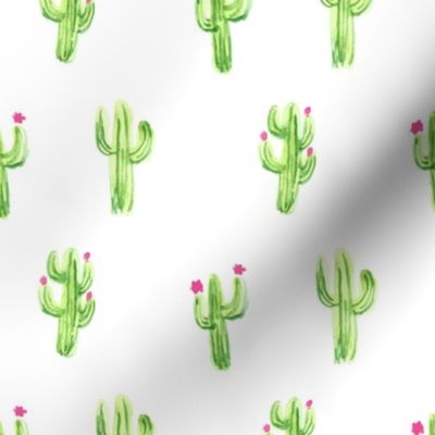 Cactus/Cacti