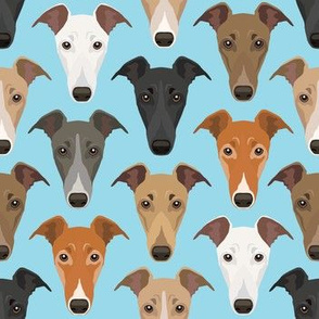 Different Colored Greyhound Dog Faces Against Blue Background