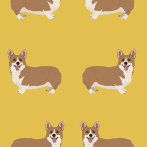 Fully body Corgi Dogs on Yellow Background