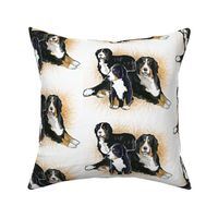 Bernese Mountain Dog Trio