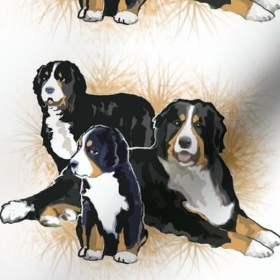 Bernese Mountain Dog Trio