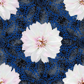 White dahlia on black lace (blue) midium