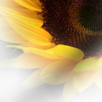 Sunflower Dream Poem