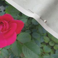 rose tie 
