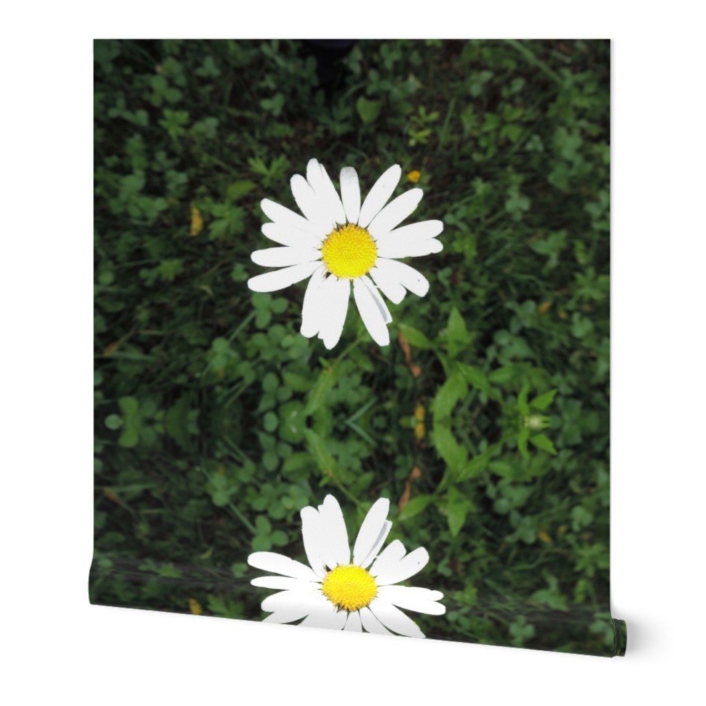 Ox eye daisy