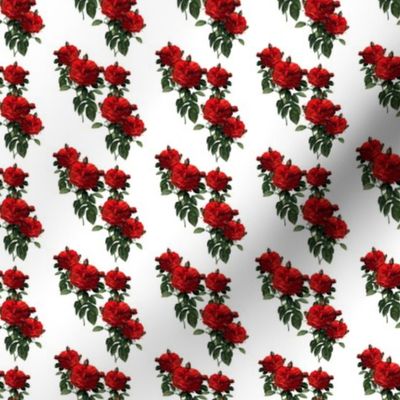 Redoute' Roses ~ Riot of Red Jumble ~ Wee