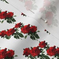 Redoute' Roses ~ Riot of Red Jumble ~ Wee