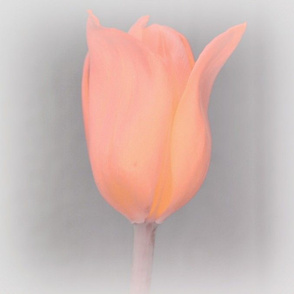 Peach Tulip