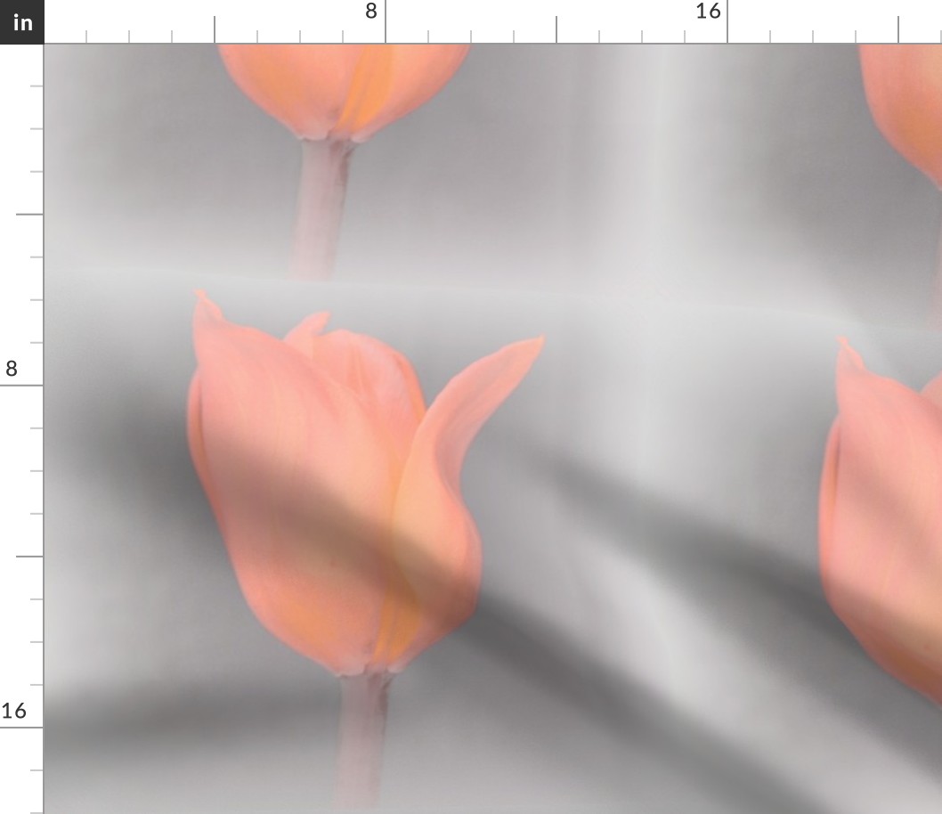 Peach Tulip