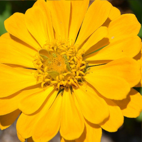 Yellow Zinnia Flower