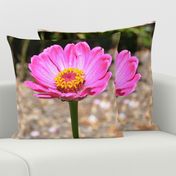 Pink Zinnia Flower