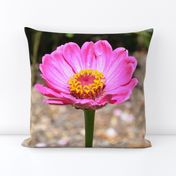 Pink Zinnia Flower