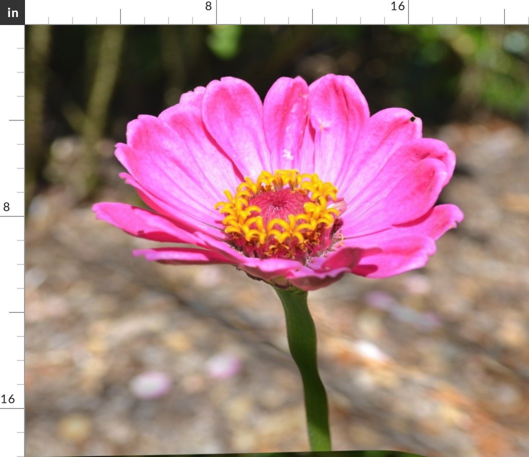 Pink Zinnia Flower