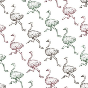 Running Ostrich Birds, engraving and vintage