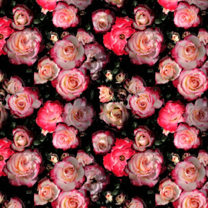 Pink Cream Ombre Roses on Black