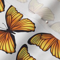 Butterflies Yellow Orange on White