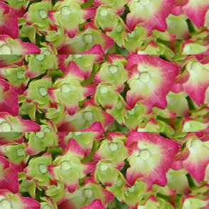 limepink close-up