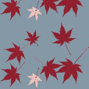 red Acer, leaves
