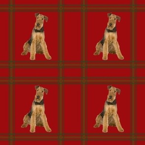 Airedale Plaid