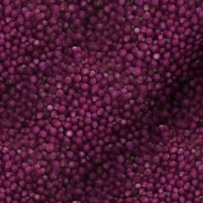 Beautyberries | Seamless Photorealistic Fruit Print