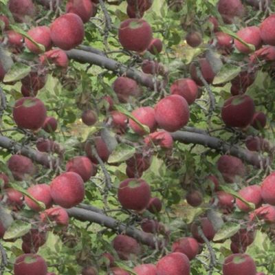 Red Apple Branches Photo Print