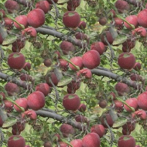 Red Apple Branches Photo Print