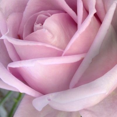 lilac rose